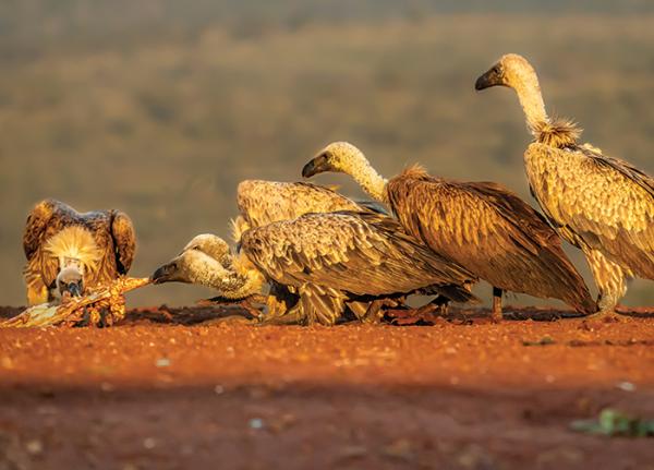 African White-backed vultures at a carcass