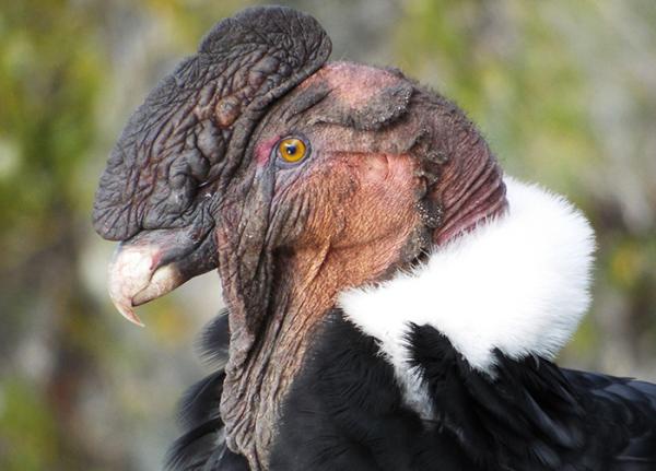 Andean Condor portrait closeup