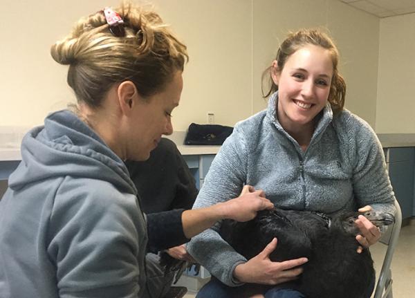 t examine a young condor at a breeding facility in Boise, Idaho