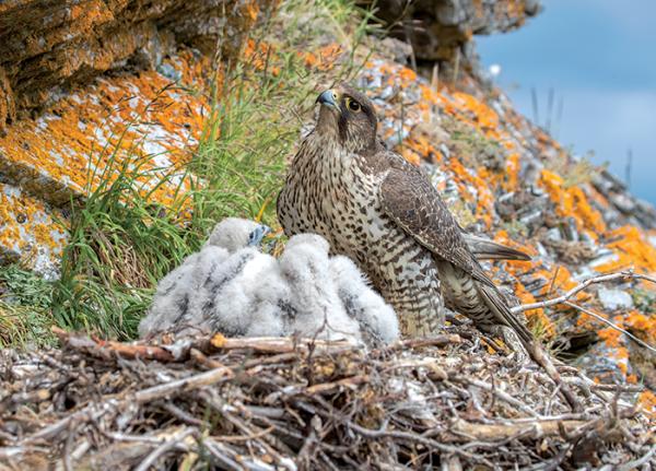 An adult gyrfalcon feeds nestlings
