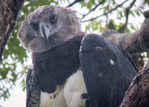 Harpy eagle portrait