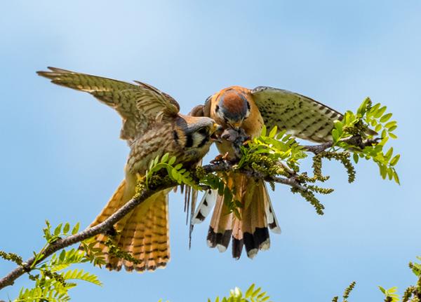 a male kestrel delivers a mouse to a female kestrel