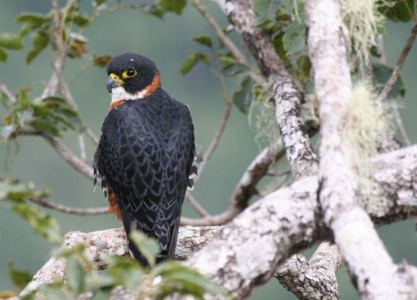 Orange-breasted falcon perched in a tree