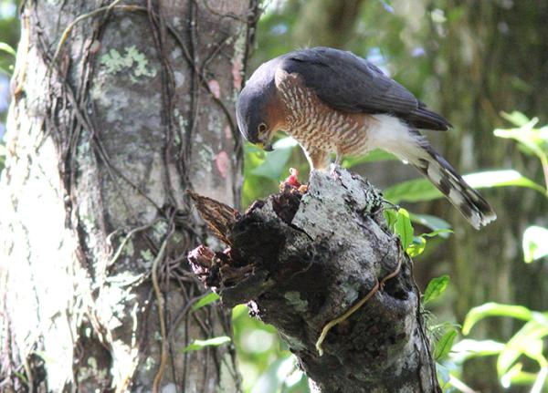 Adult Puerto Rican Sharp-shinned Hawk perches with food on a branch