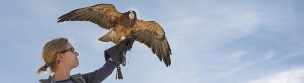 Swainson's Hawk lands on a trainer's glove