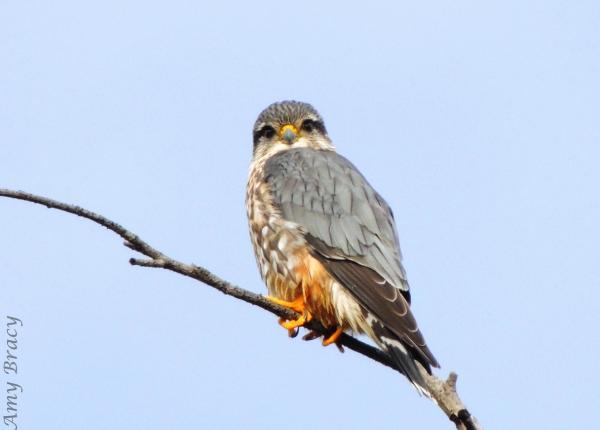 A Merlin perches on a branch