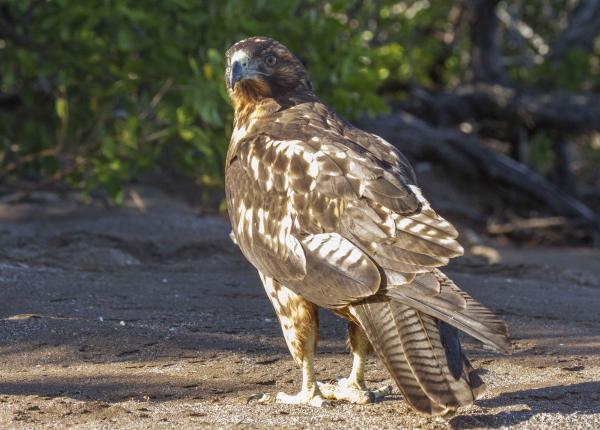 A Galapagos Hawk sits on the beach.