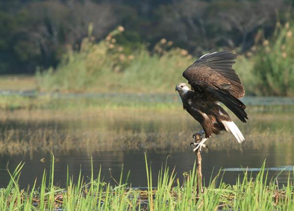 A Madagascar Fish-eagle perches at the edge of a lake