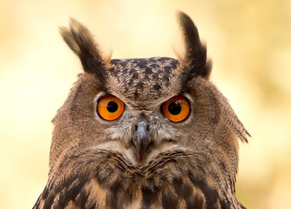Eurasian Eagle-owl portrait