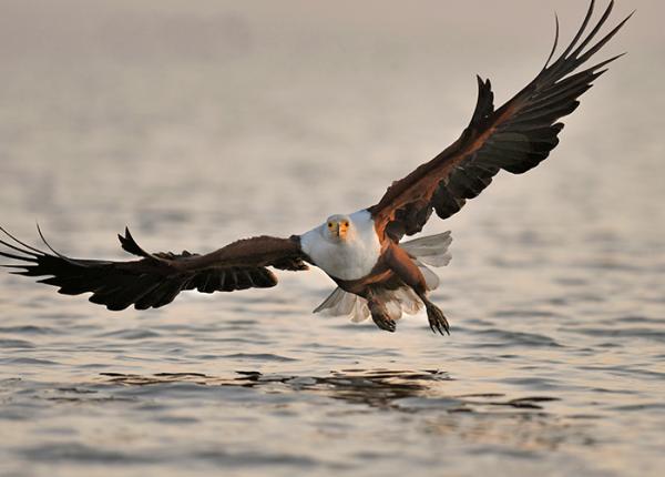African Fish Eagle flies low over water