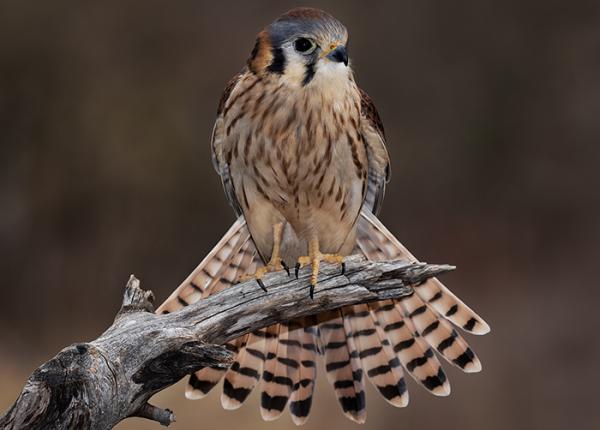 American Kestrel perched