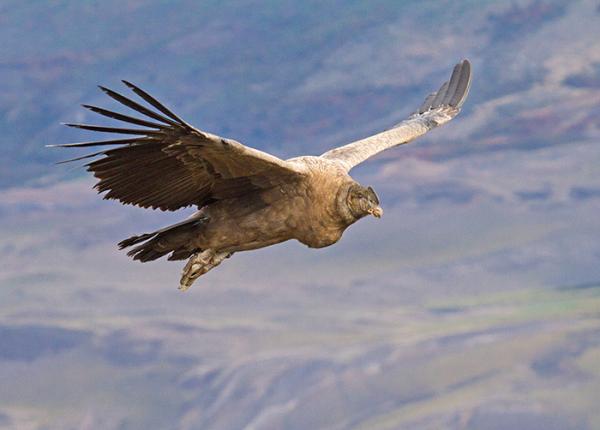 Andean Condor flying