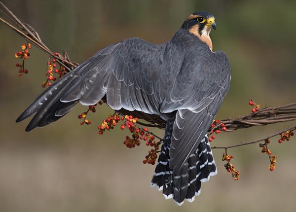 Little Tough Guys: The World's Small Raptors