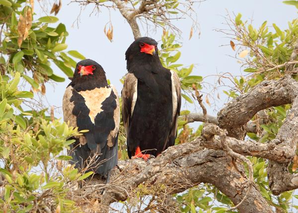 Bateleur Eagle pair perched