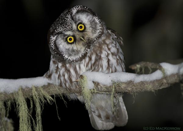 Boreal Owl perched on branch in snow
