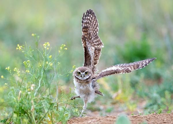 Burrowing Owl wing spread