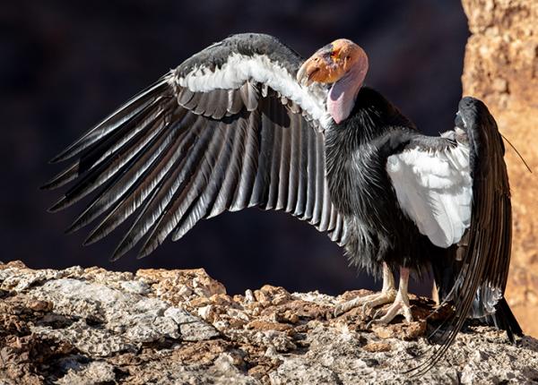 California Condor sunning