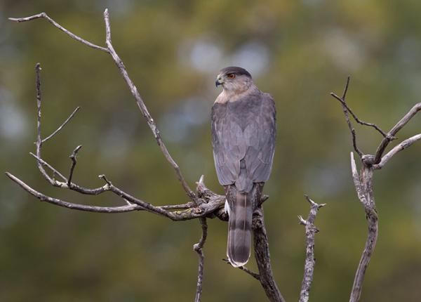 Coopers Hawk The Peregrine Fund