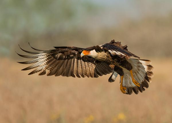 Crested Caracara flying