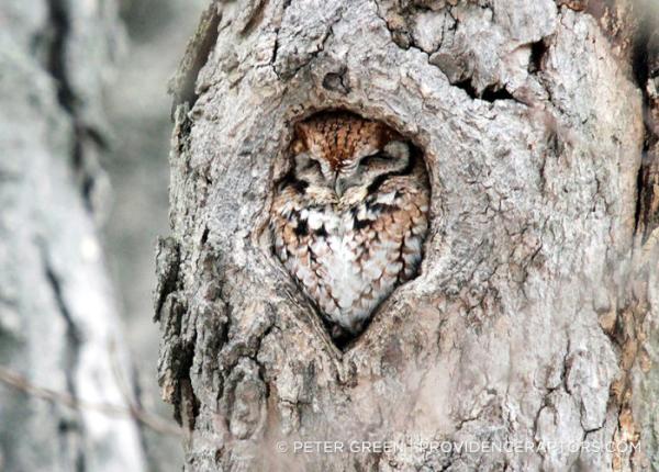 Eastern Screech-Owl perched in a tree cavity