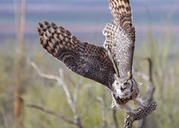 Great Horned Owl | The Peregrine Fund