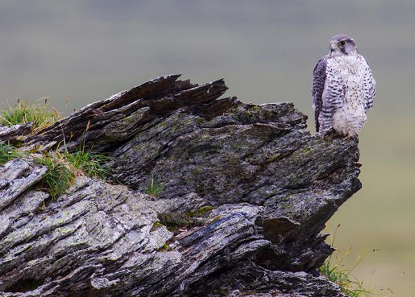 Gyrfalcon perched