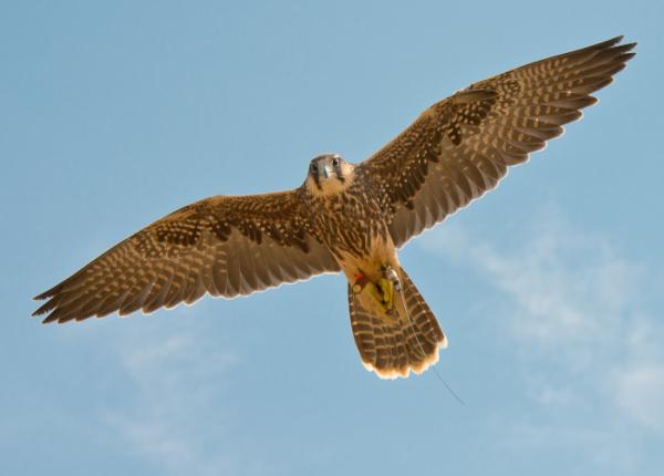 Lanner Falcon with wings spread flying overhead