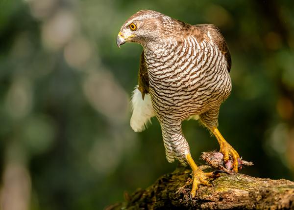 Northern Goshawk with prey