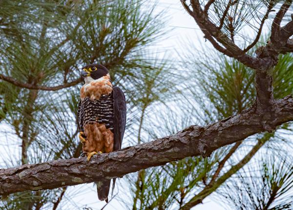 Orange breasted Falcon perched
