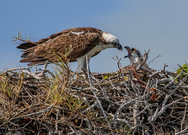 Osprey feeding chick