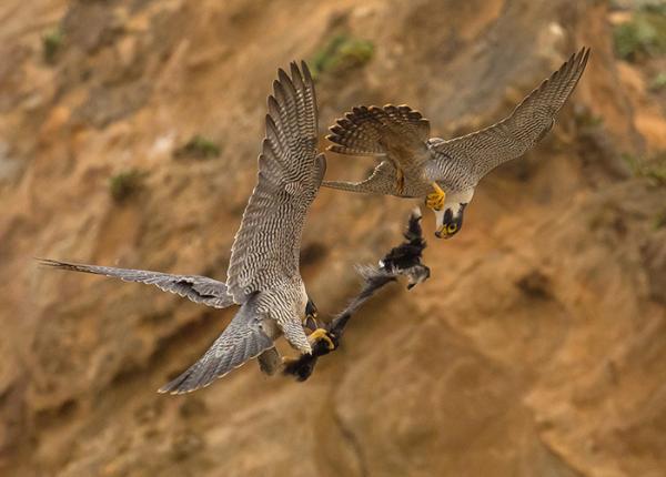 Peregrine Falcon juveniles playing