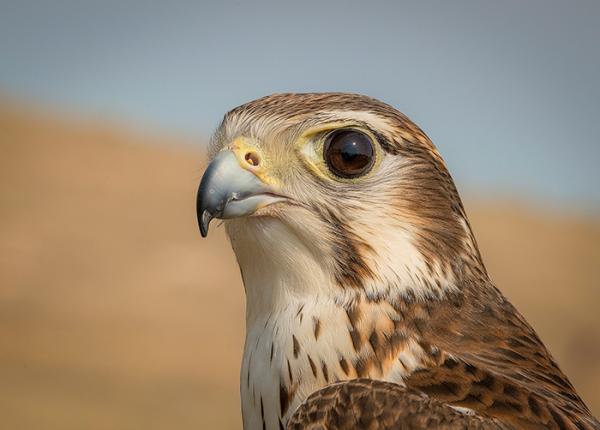 Prairie Falcon portrait
