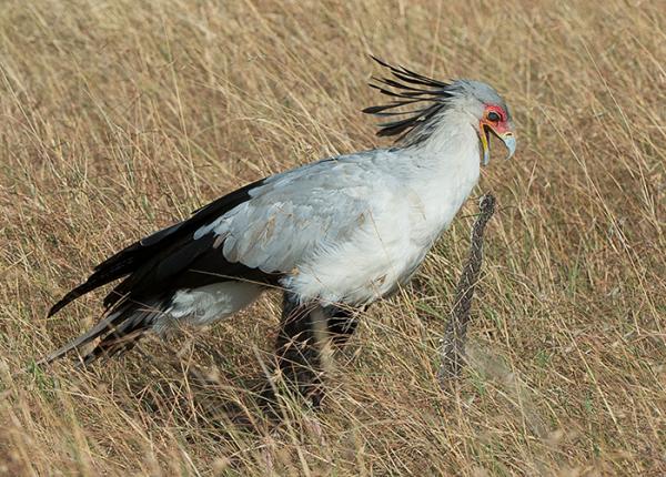 south african birds of prey