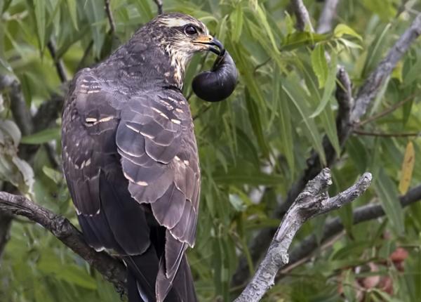 Female Snail Kite perched with snail in its beak