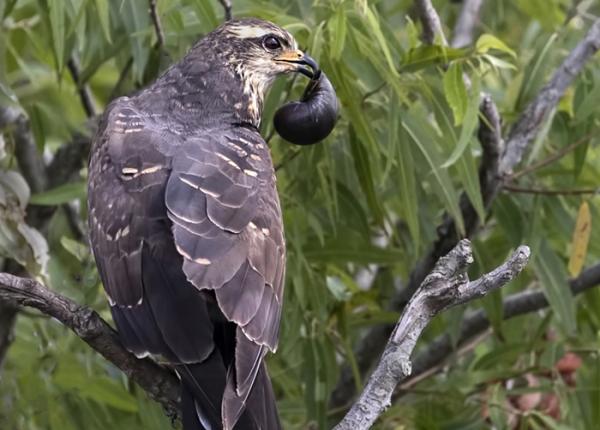 Snail Kite | The Peregrine Fund Snail Kite | The Peregrine Fund