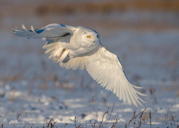 Snowy Owl flying