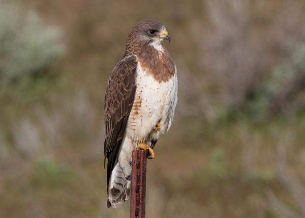 Swainsons Hawk perched