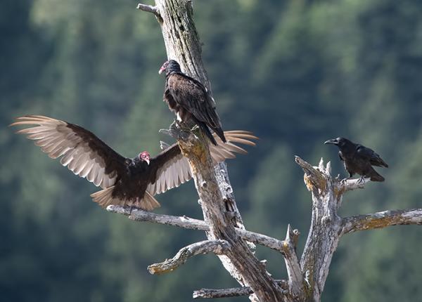 Turkey Vultures in tree