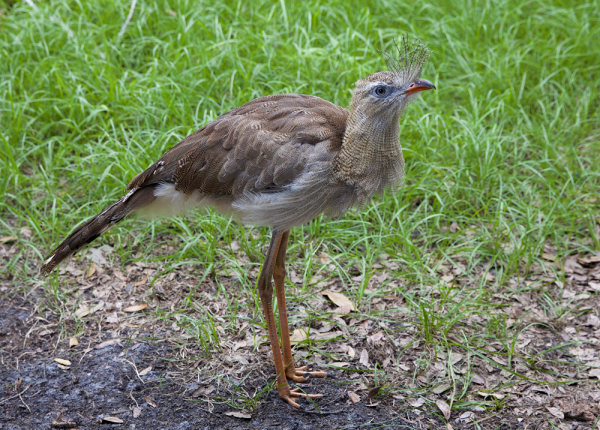 A Red-legged Seriema stands in grass