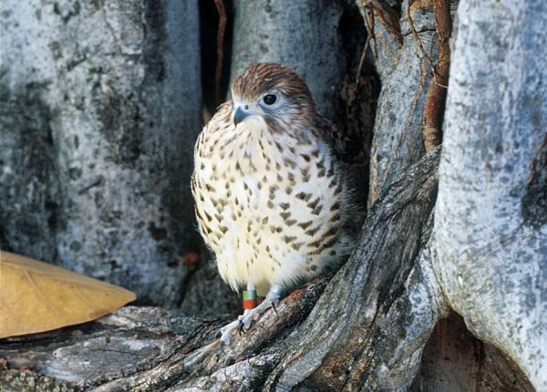 A Mauritius Kestrel.