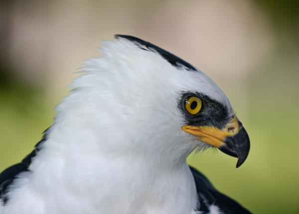 Black-and-white Hawk-eagle by Angel Muela