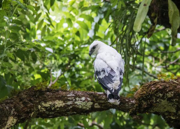 White Hawk