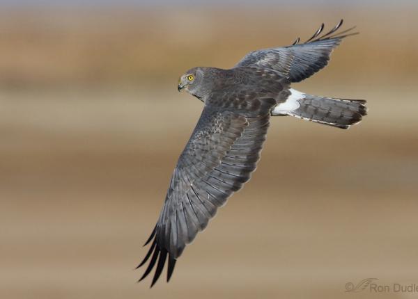 Northern Harrier Photo Ron Dudley