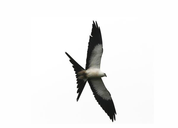 Swallow-tailed Kite