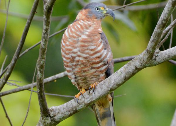 Hook-billed Kite