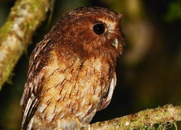 eastern screech owl flying