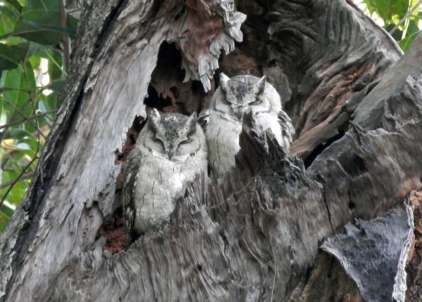 Two perched Collared Scops Owl in India