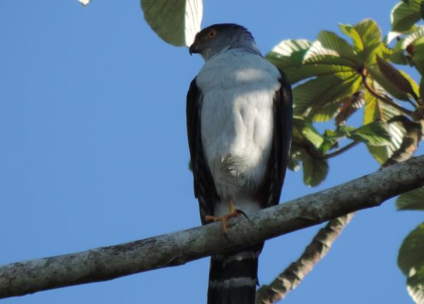 Bicolored Hawk
