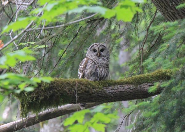 Barred Owl