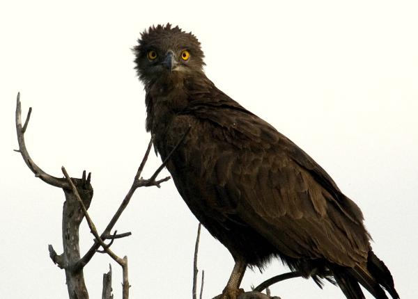 Brown Snake Eagle